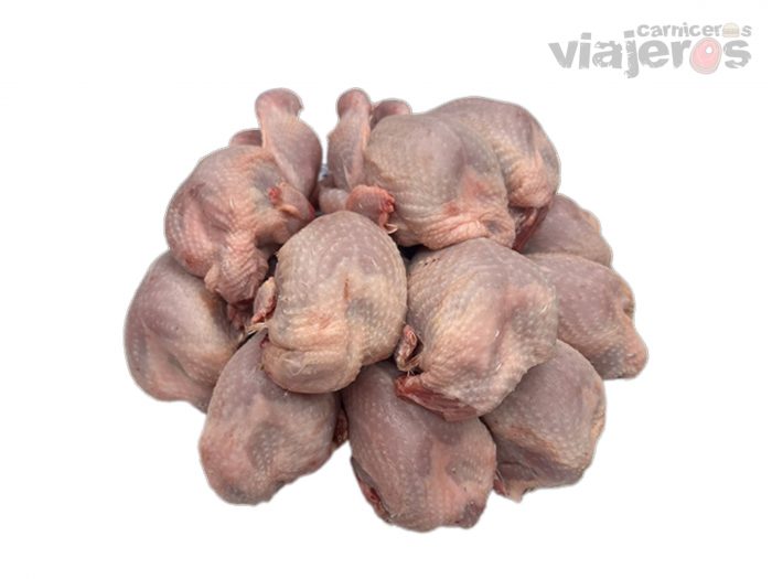 Codorniz